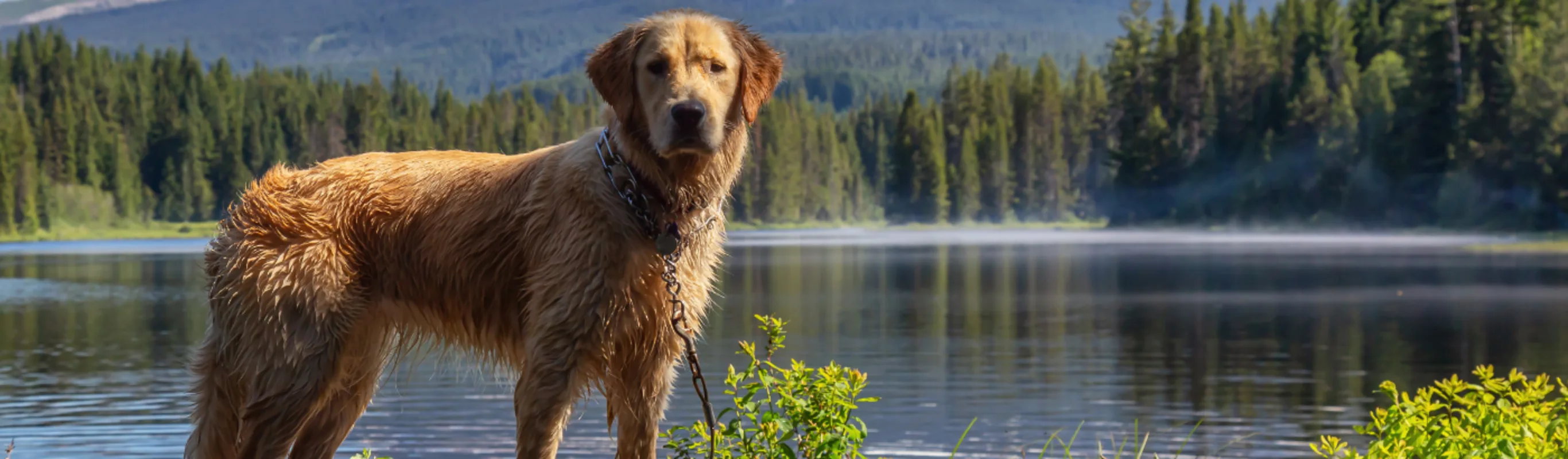 Dog Standing on Dock with Lake Behind It Dog Standing on Dock with Lake Behind It
