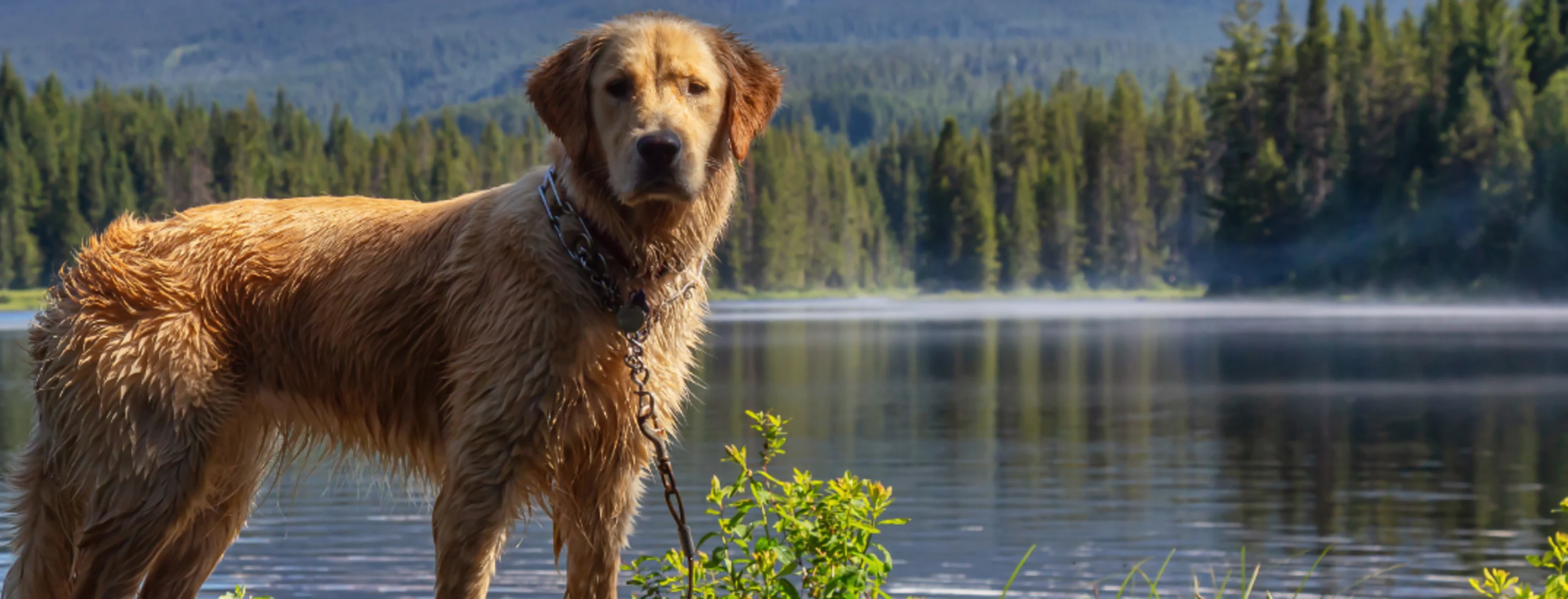 Dog Standing on Dock with Lake Behind It Dog Standing on Dock with Lake Behind It