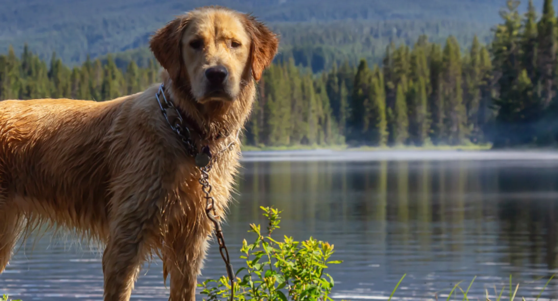 Dog Standing on Dock with Lake Behind It Dog Standing on Dock with Lake Behind It