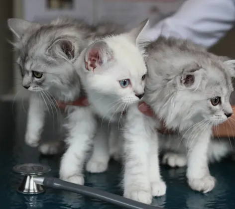 Staff member holding three kittens Staff member holding three kittens