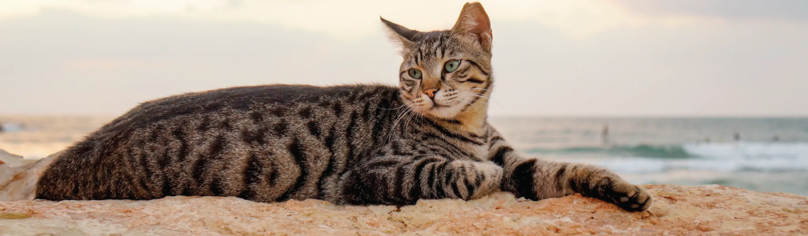 Cat in Sand