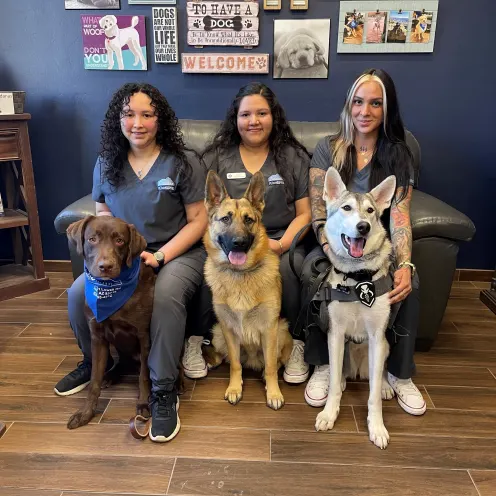 Three Catalina Pet Hospital Staff posing with three large dogs in front of a wall full of pet pictures and decor