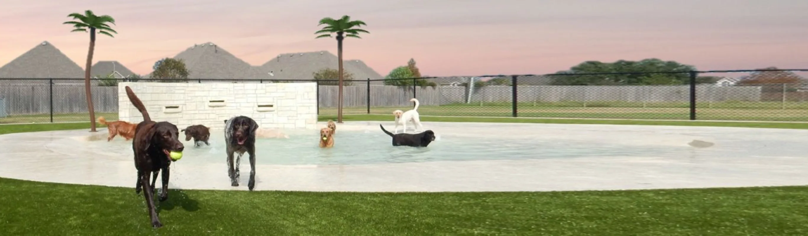 Dogs in a grassy play field Dogs in a grassy play field