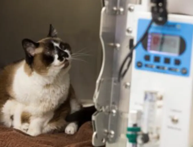 Cat Looking at Machine