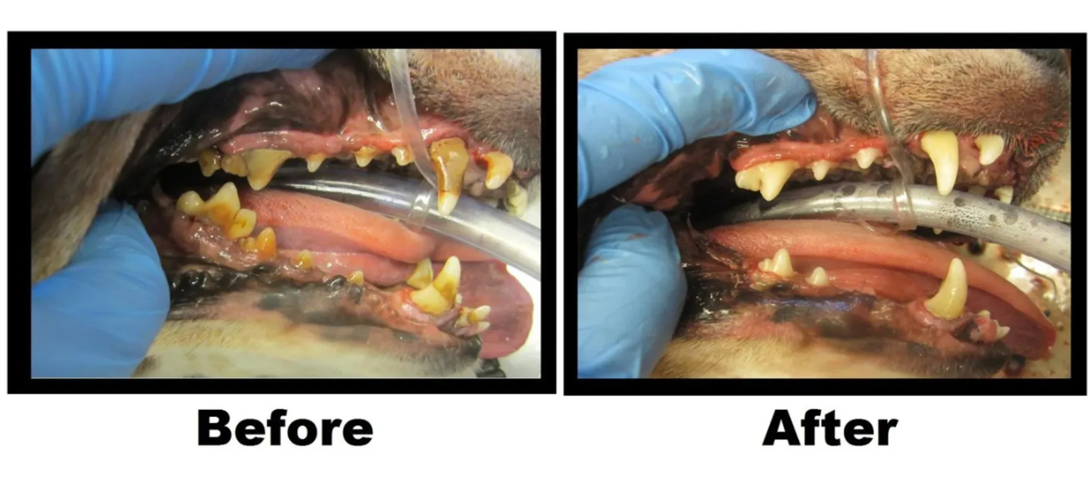 Before and after of a routine dental cleaning Before and after of a routine dental cleaning