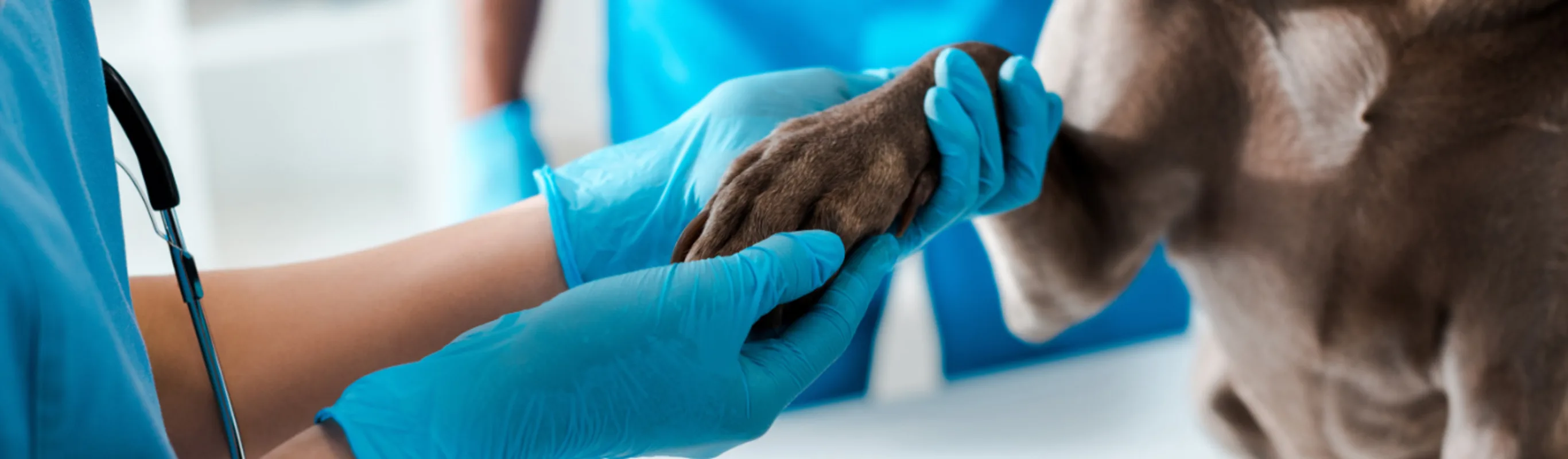 Veterinarian Holding a Dog's Paw