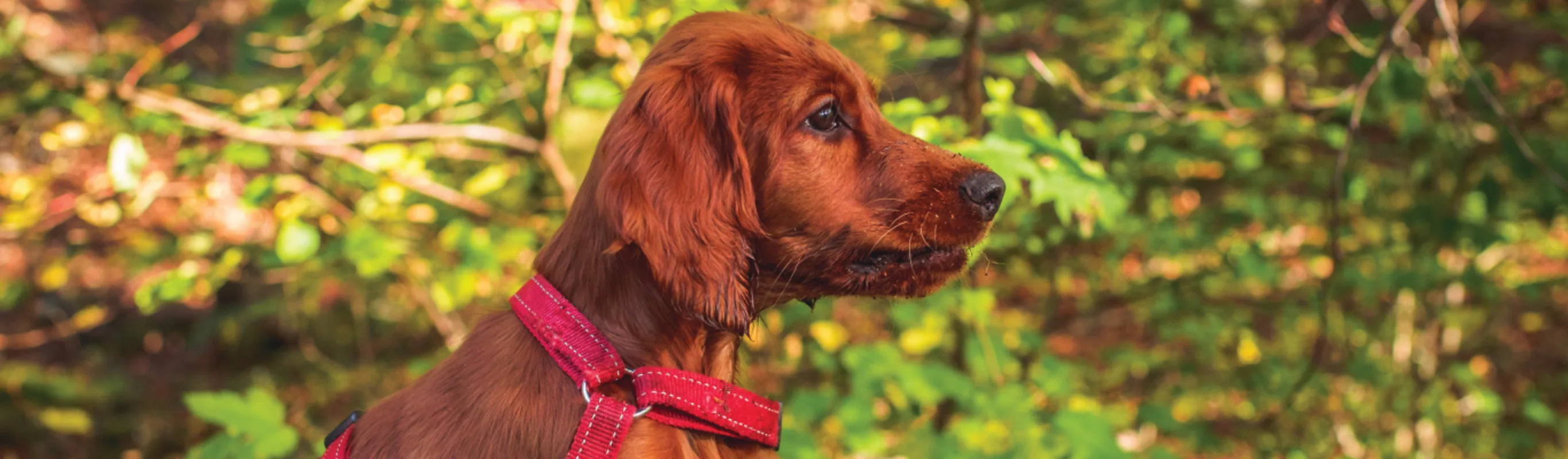 Dog with red leash and trees in the background