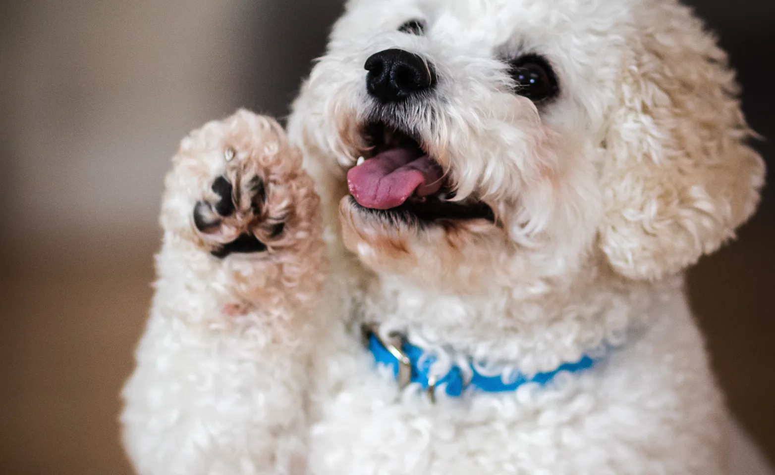 cute puppy cute puppy