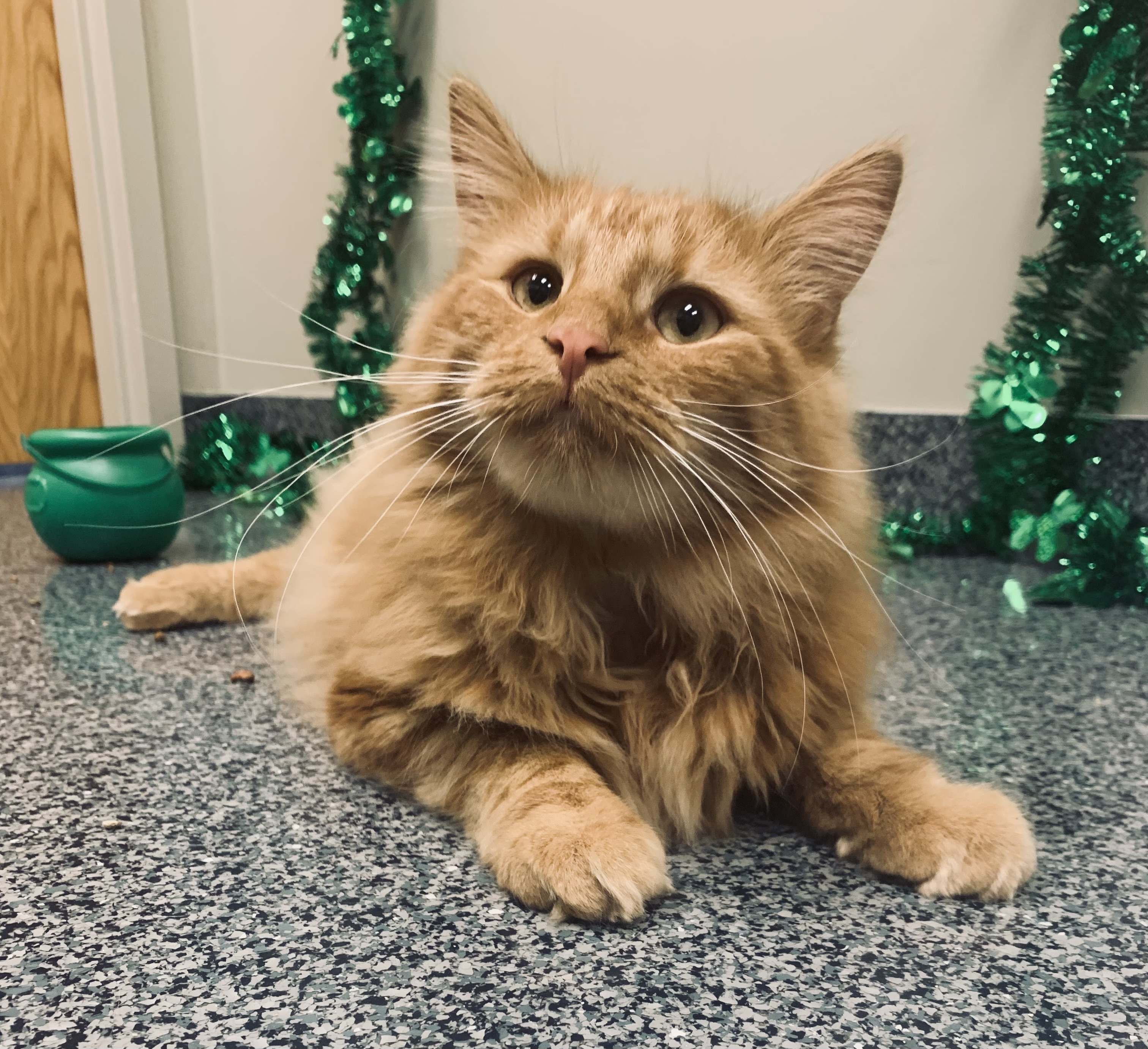 An orange cat
