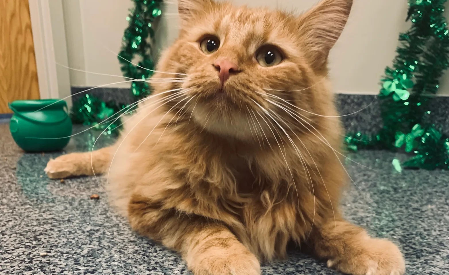 An orange cat An orange cat