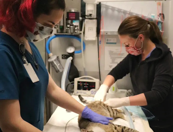 Staff performing surgery. Staff performing surgery.