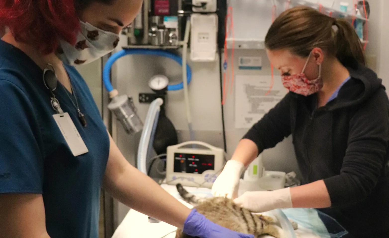 Staff performing surgery. Staff performing surgery.