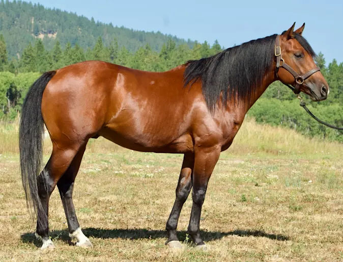 Kuhl Dark Whiskey Kuhl Dark Whiskey