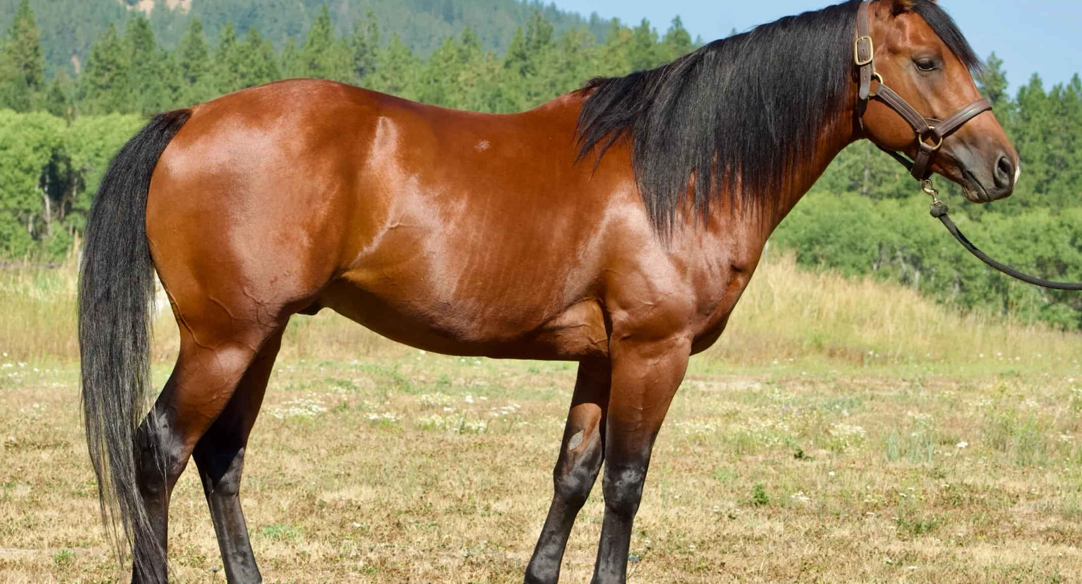 Kuhl Dark Whiskey Kuhl Dark Whiskey