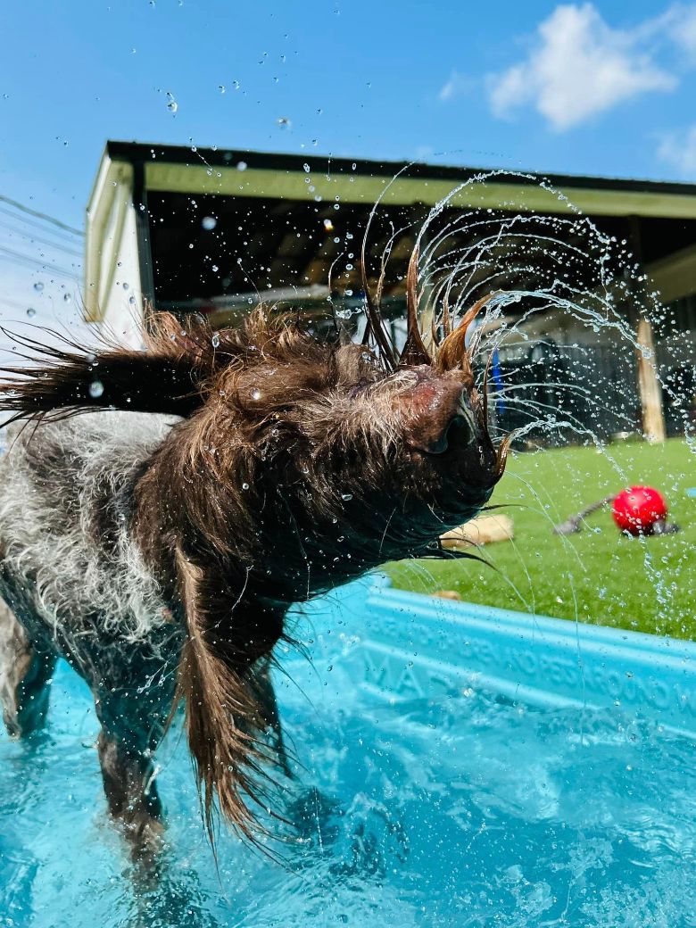 A dog with long hair standing in a pool at Club Mutts and shaking water out of their hair