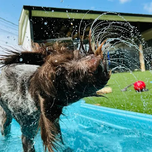 A dog with long hair standing in a pool at Club Mutts and shaking water out of their hair A dog with long hair standing in a pool at Club Mutts and shaking water out of their hair