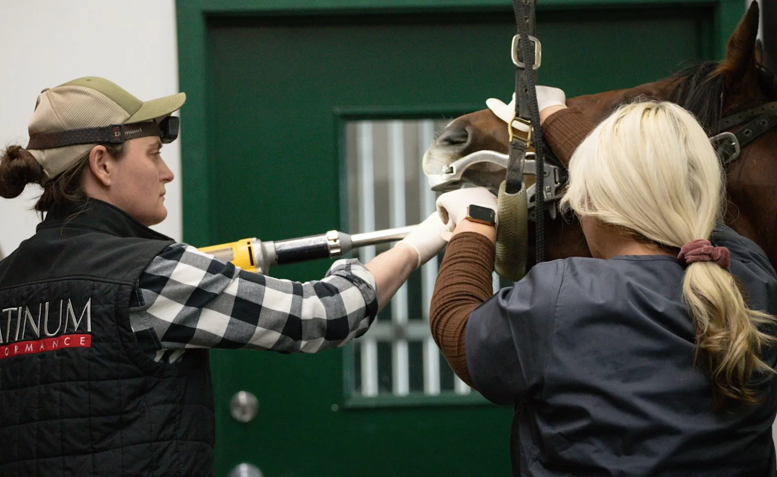 A dental procedure being performed by McKinlay & Peters Equine Hospital A dental procedure being performed by McKinlay & Peters Equine Hospital