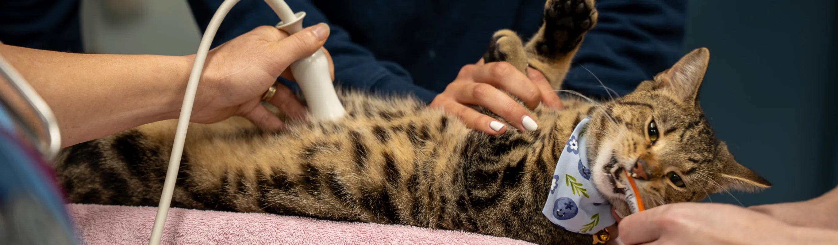 Goose the cat getting an ultrasound Goose the cat getting an ultrasound