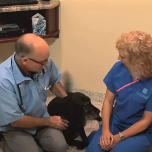 Caring for Senior Dog (Age 7 and Older) video thumbnail