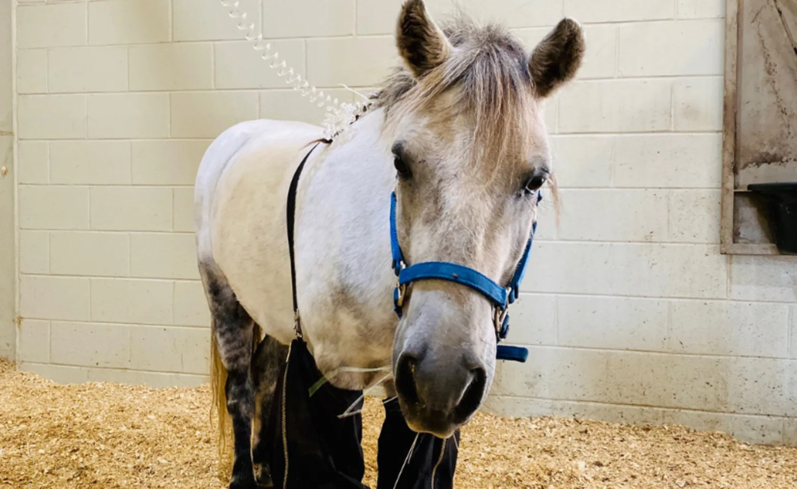 Horse with hay in mouth