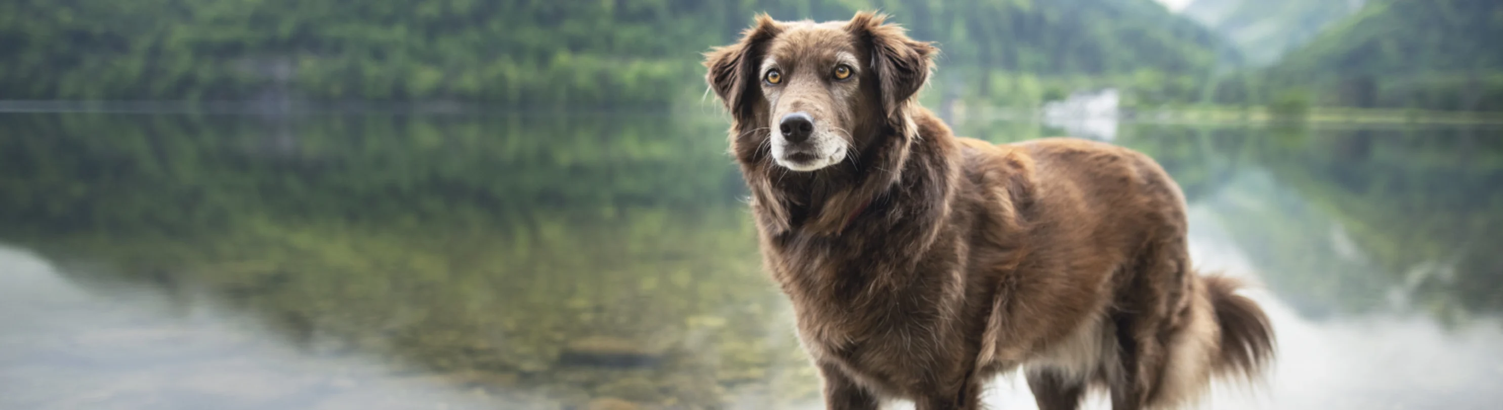Brown dog at lake in Forest Brown dog at lake in Forest