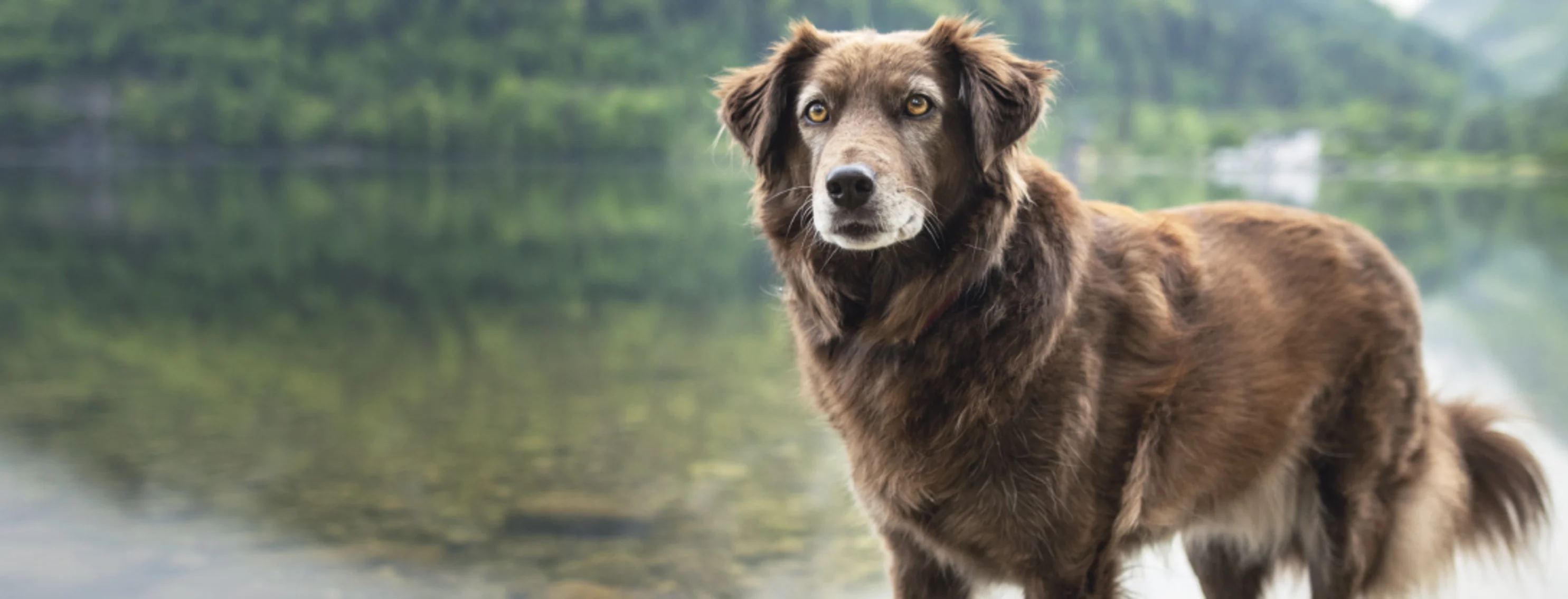 Brown dog at lake in Forest Brown dog at lake in Forest