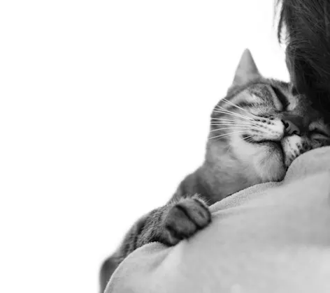 Cat leaning on its owner Cat leaning on its owner
