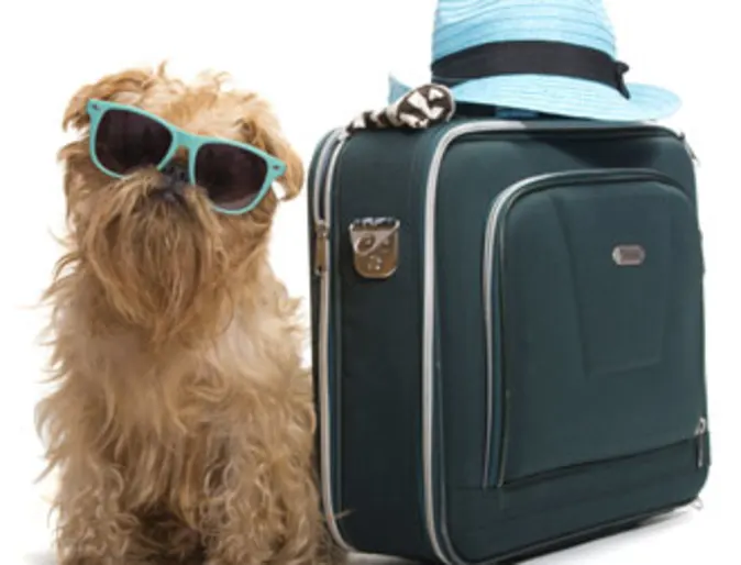 Dog going on vacation Dog going on vacation
