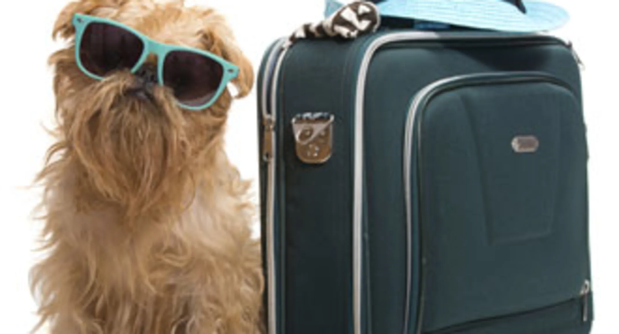 Dog going on vacation Dog going on vacation