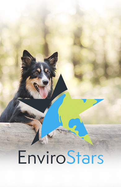 Dog sitting on a log in a forest with the Envirostars logo in foreground
