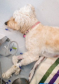 White dog sitting on surgery table.