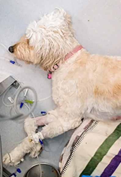 White dog sitting on surgery table. White dog sitting on surgery table.