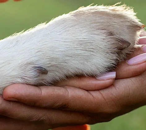 A person holding a dog's paw A person holding a dog's paw