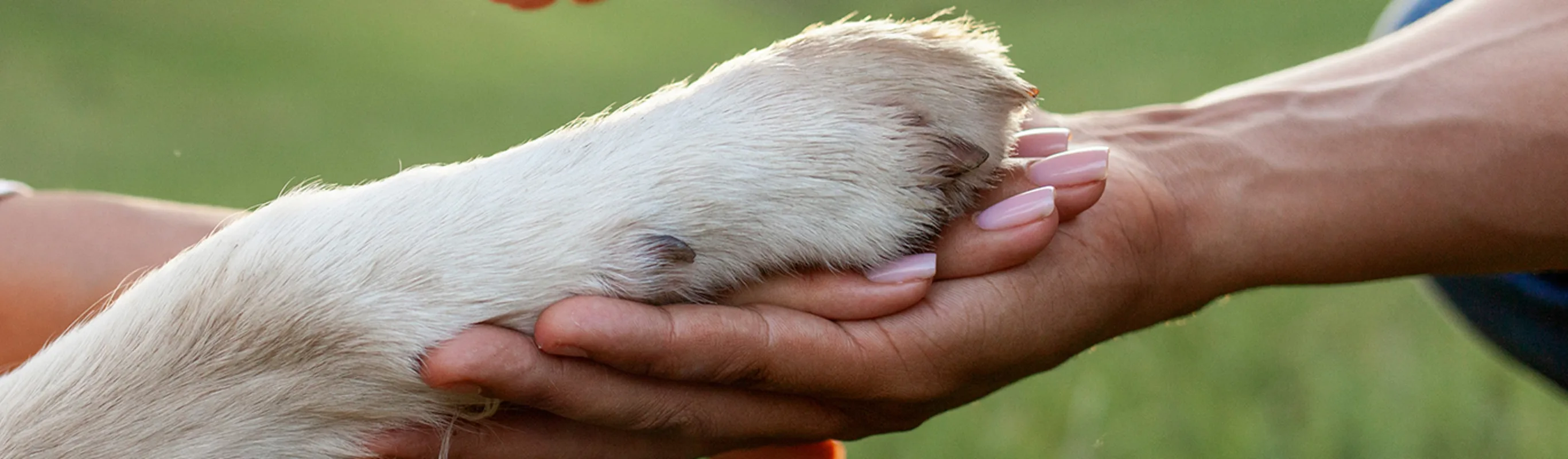 A person holding a dog's paw