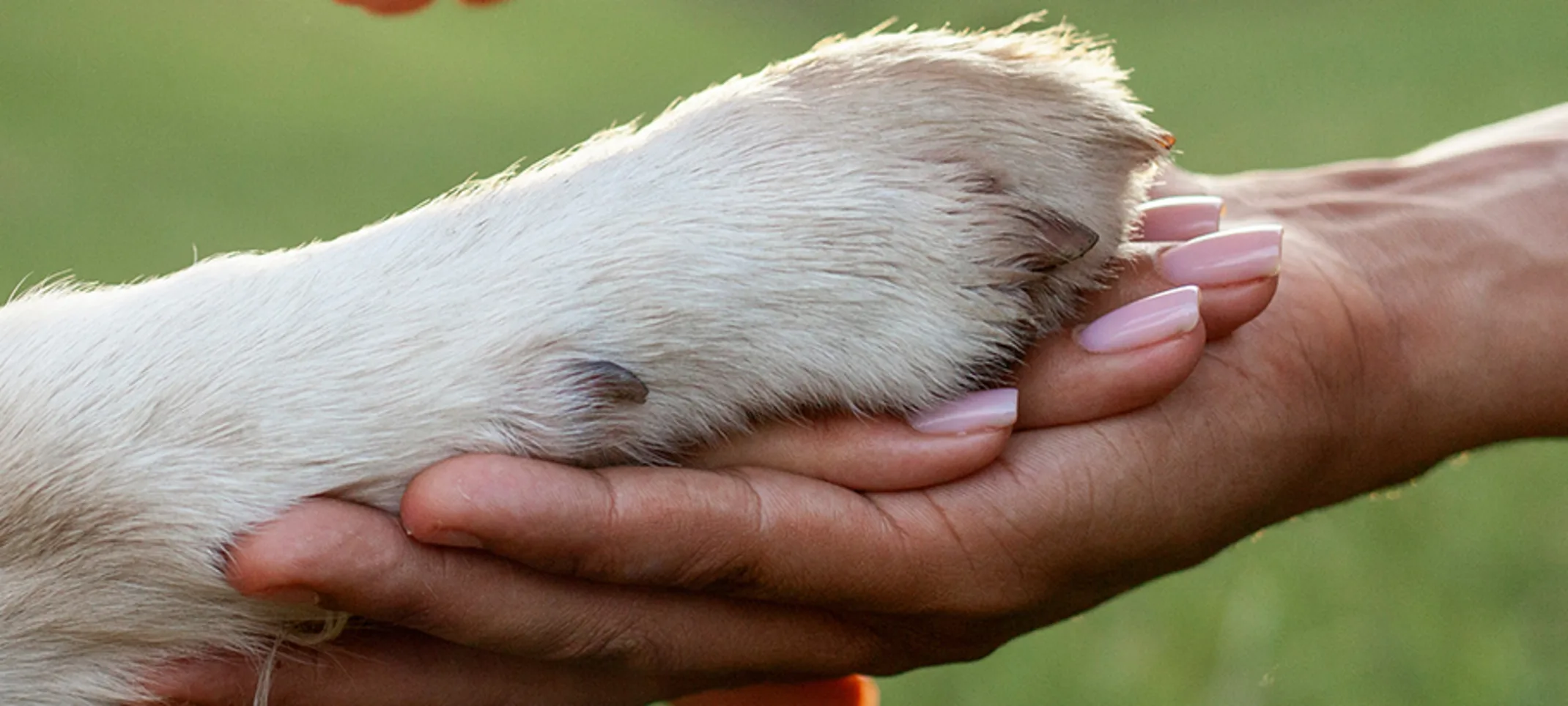 A person holding a dog's paw A person holding a dog's paw
