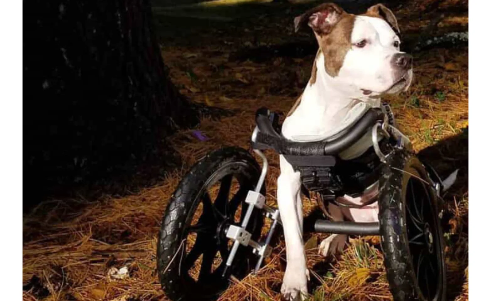Harley, a small brown and white dog, in a doggy wheelchair