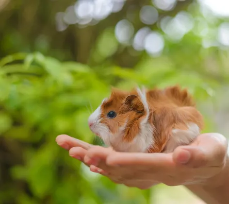 Guinea pig held in hands
