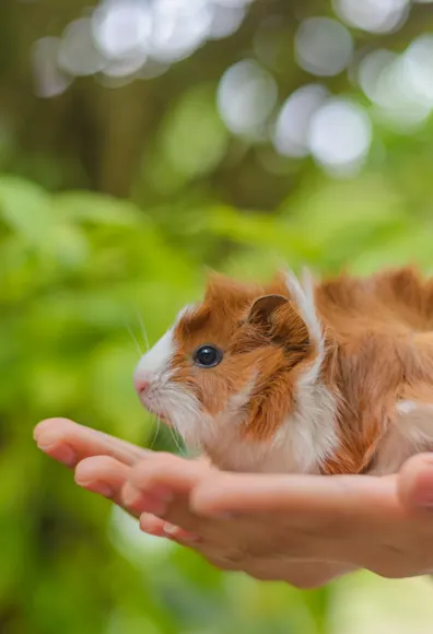 Guinea pig held in hands Guinea pig held in hands