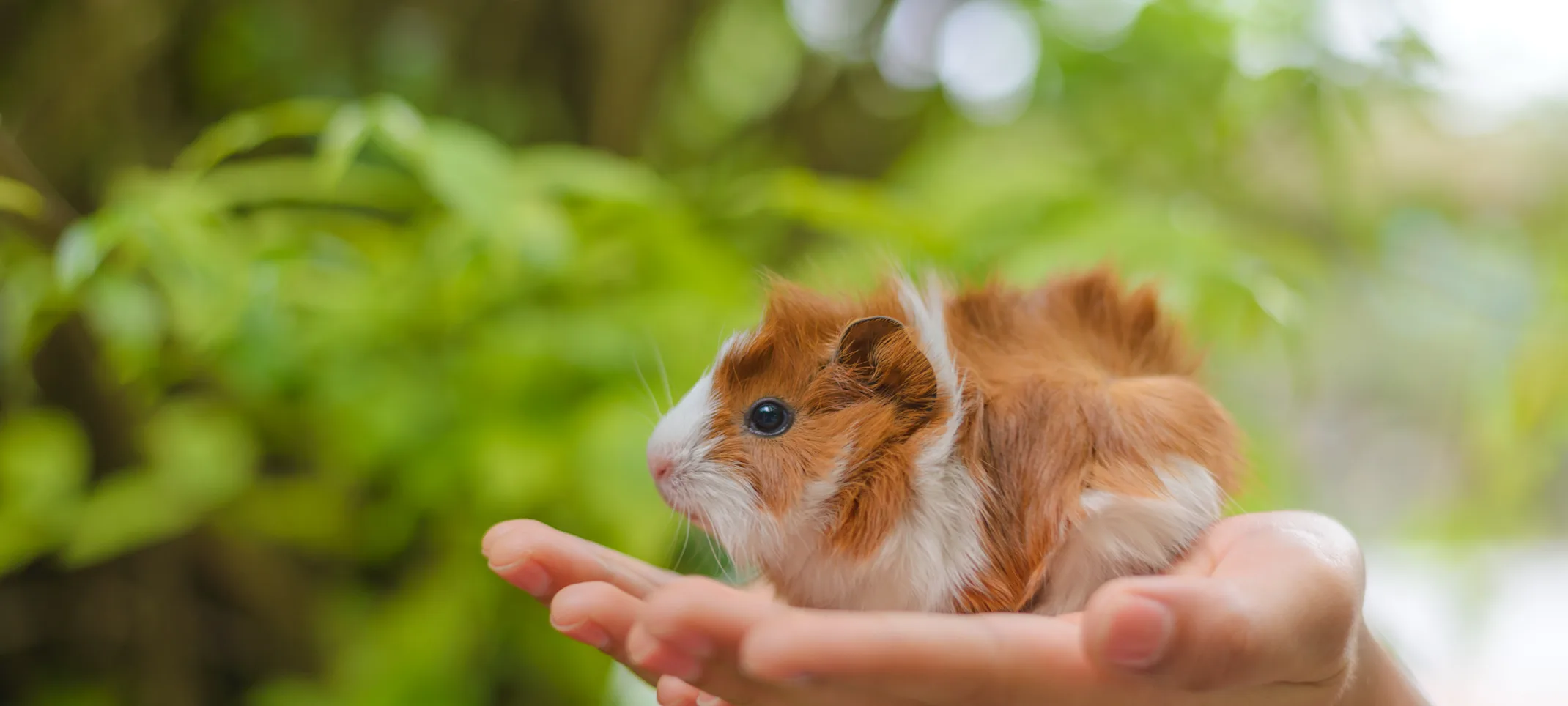 Guinea pig held in hands