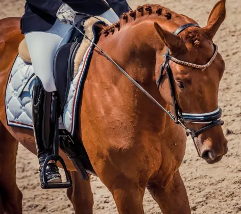 Show horse at competition