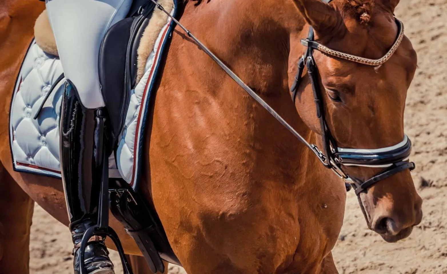 Show horse at competition Show horse at competition