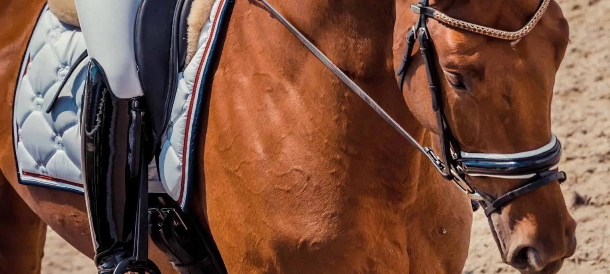 Show horse at competition