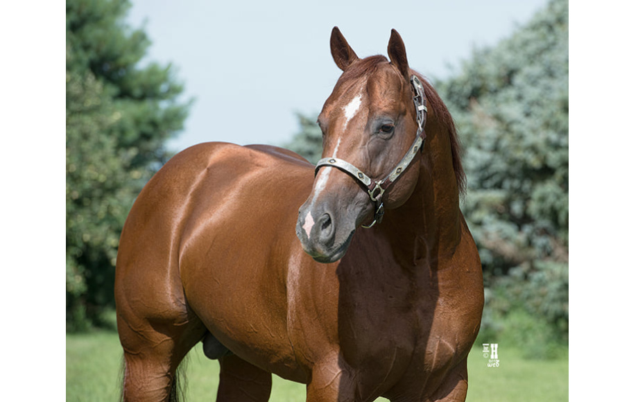 RL Styling Rey, a brown horse