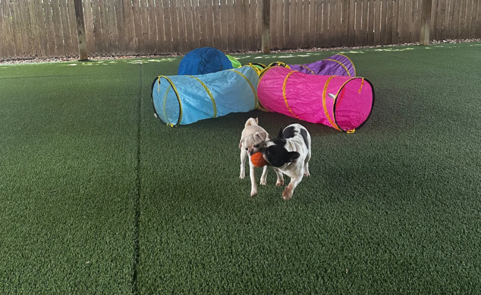 Two dogs playing with a ball Two dogs playing with a ball