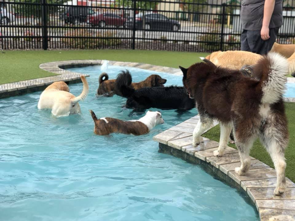  Dogs playing in the pool