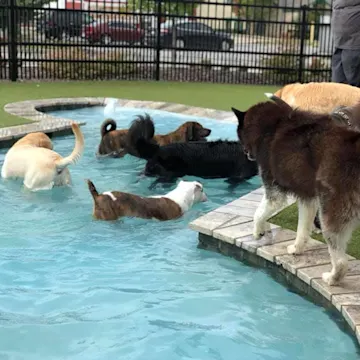 Dogs playing in the pool Dogs playing in the pool