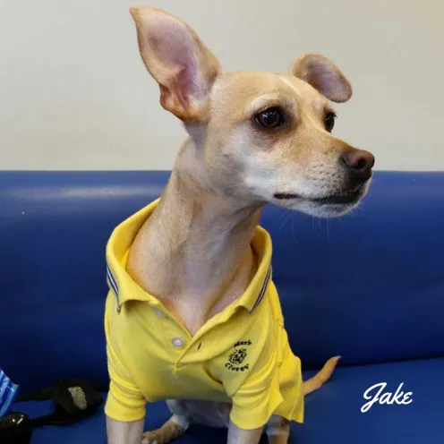 Small dog named Jake wearing a yellow shirt