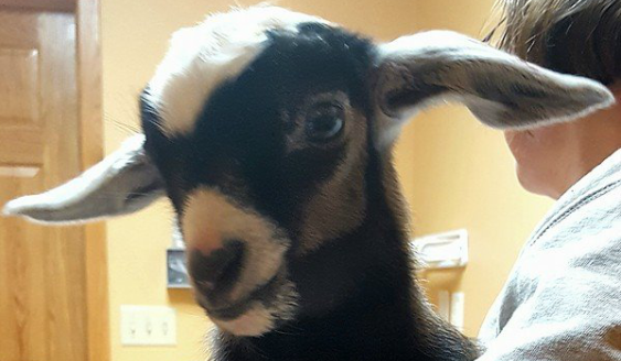 A goat at an appointment at All Creatures Veterinary Clinic