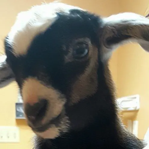 A goat at an appointment at All Creatures Veterinary Clinic