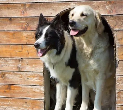 Two dogs in dog house Two dogs in dog house